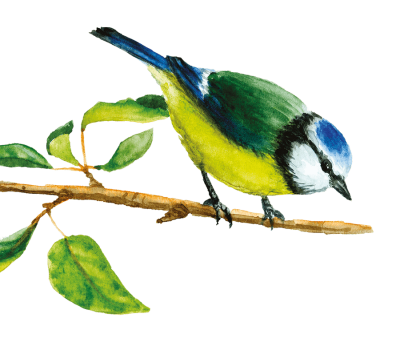Mésange Bleue - Illustration