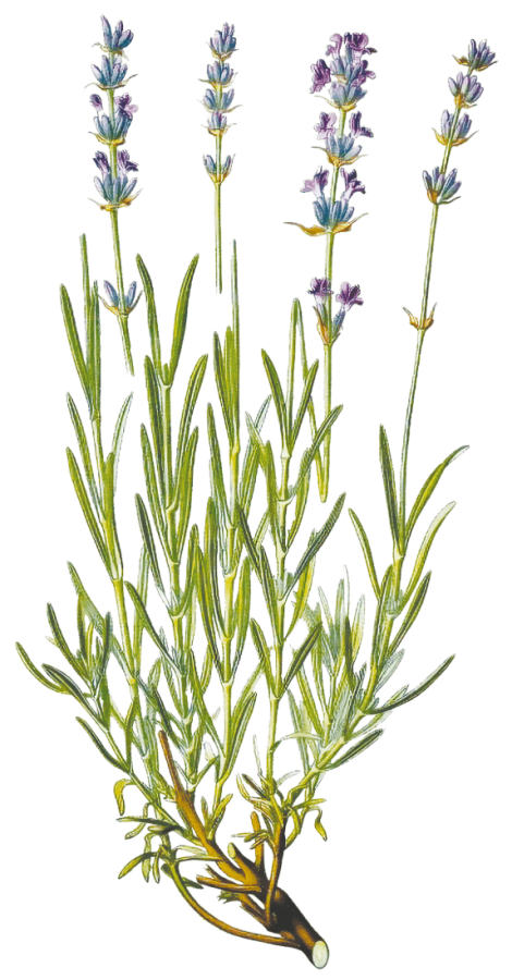 Lavande Vraie - Illustration