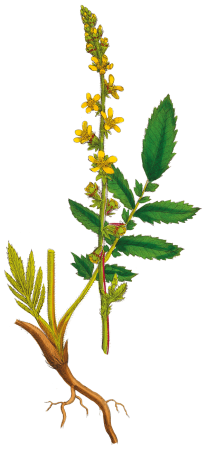 Aigremoine Eupatoire - Illustration