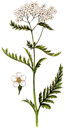 Achillée Millefeuilles - Illustration