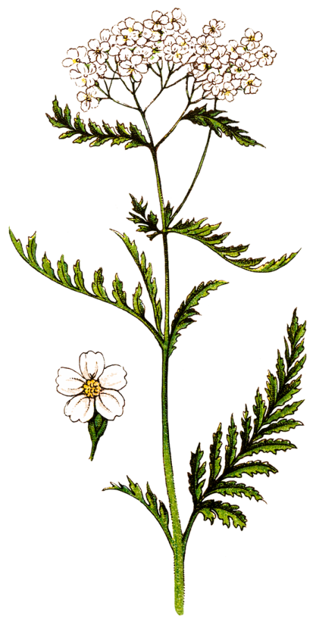 Achillée Millefeuilles - Illustration