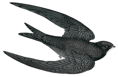 Martinet Noir - Illustration