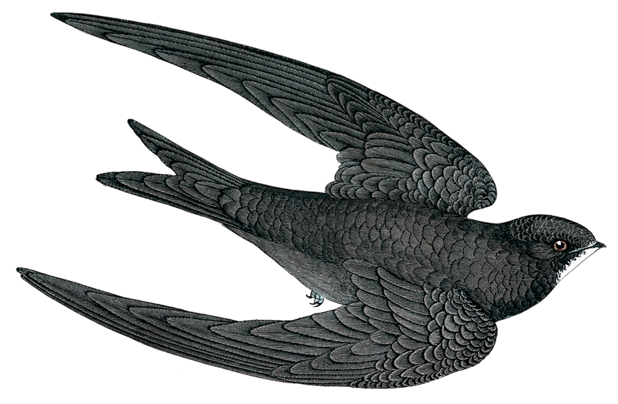 Martinet Noir - Illustration
