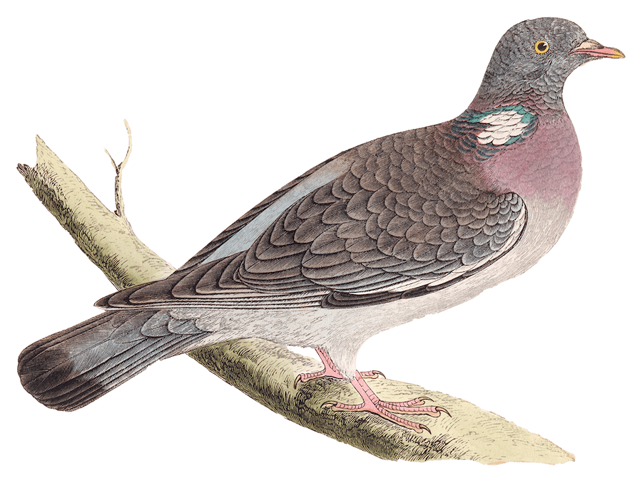 Pigeaon Ramier - Illustration
