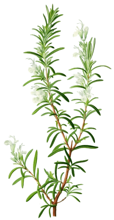 Romarin - Illustration