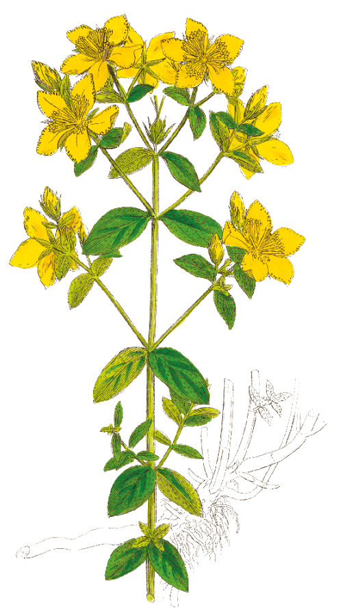 Millepertuis Perforé - Illustration
