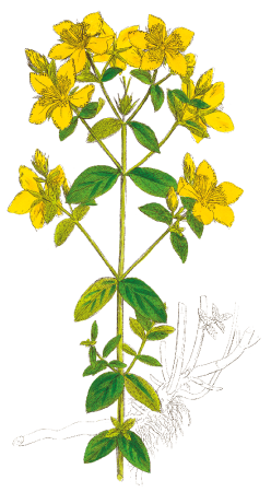 Millepertuis Perforé - Illustration
