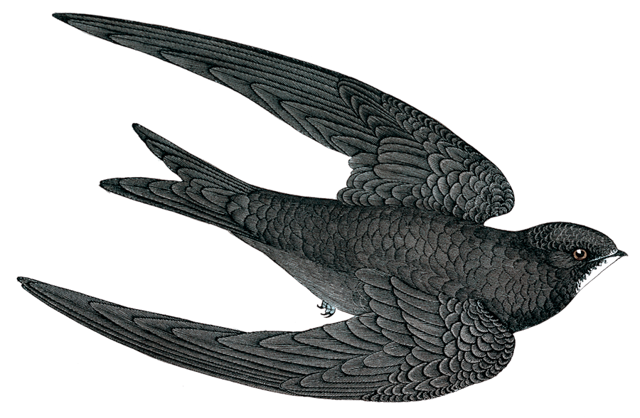 Martinet Noir - Illustration