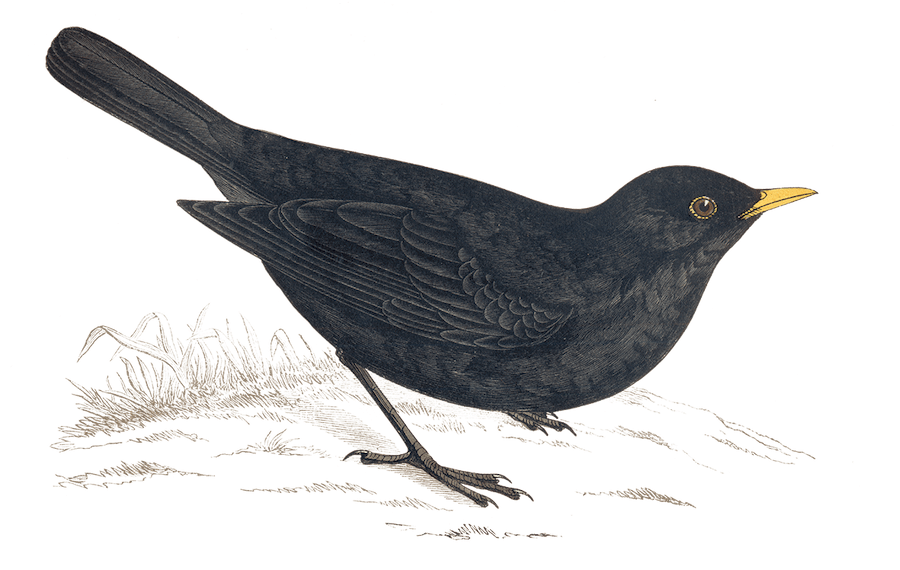 Merle Noir - Illustration