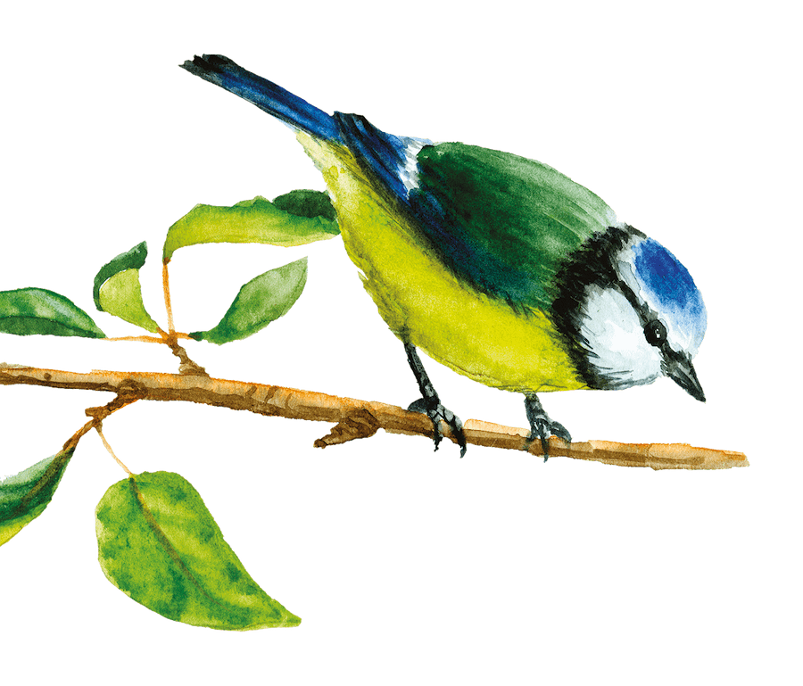 M&eacute;sange Bleue - Illustration