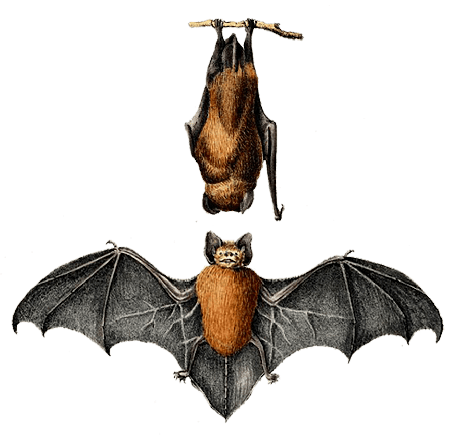 Pipistrelle Commune - Illustration