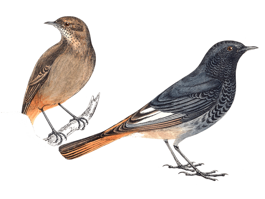 Rouge-Queue Noir - Illustration