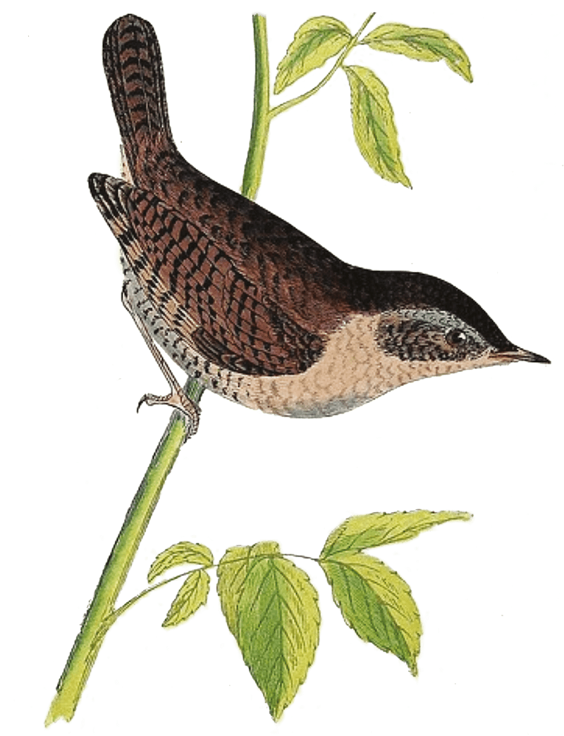 Troglodyte Mignon - Illustration