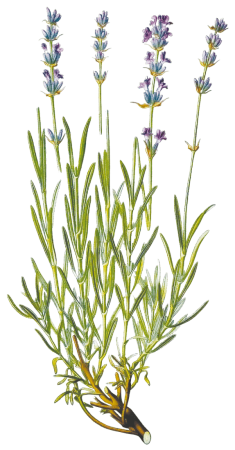 Lavande Vraie - Illustration