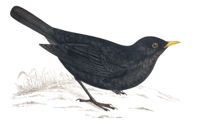 Merle Noir - Illustration