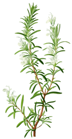 Romarin - Illustration