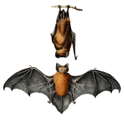 Pipistrelle Commune - Illustration