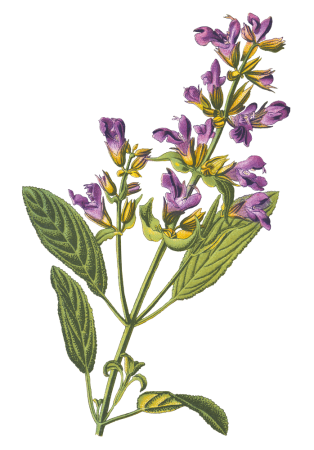 Sauge Officinale - Illustration