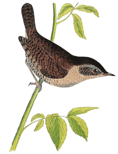 Troglodyte Mignon - Illustration